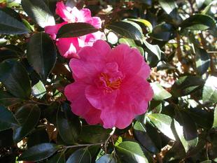 二十四節気 大雪(たいせつ)