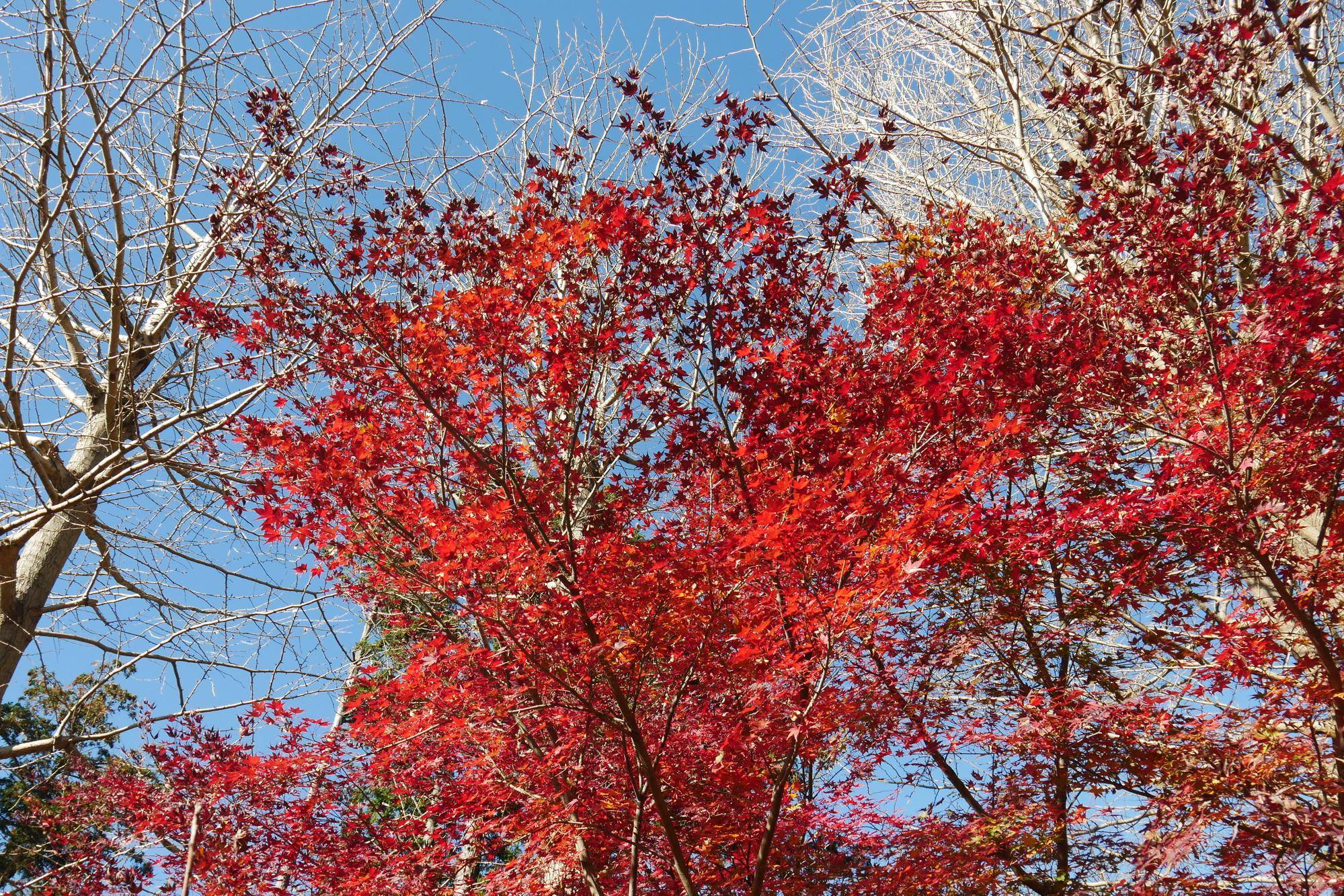庭園散歩【2023年12月17日】の写真