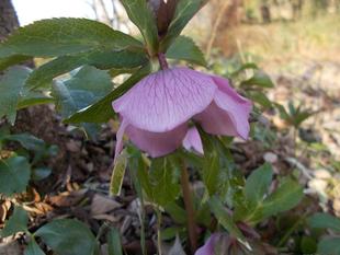 冬萌（ふゆもえ）