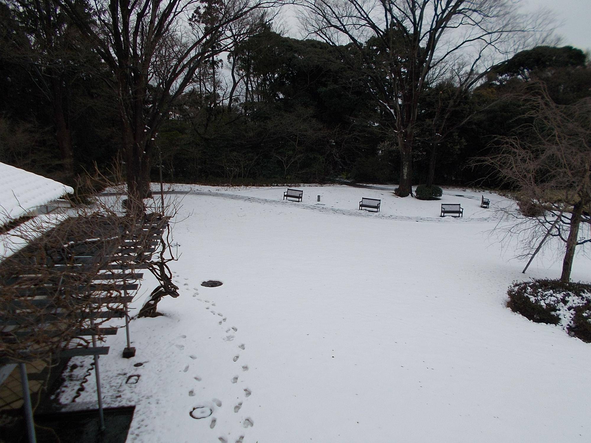 雪の庭園の写真