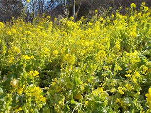 春隣(はるとなり)