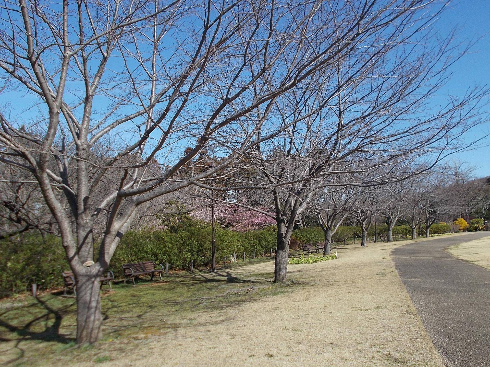 俣野別邸庭園桜開花情報【2024年2月24日】の写真
