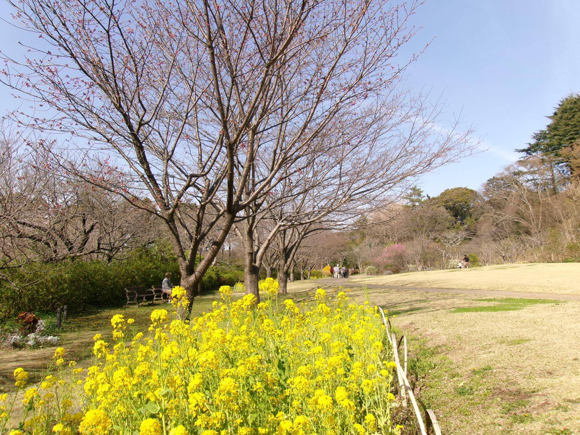 俣野別邸庭園 桜開花情報【2024年3月30日】の写真