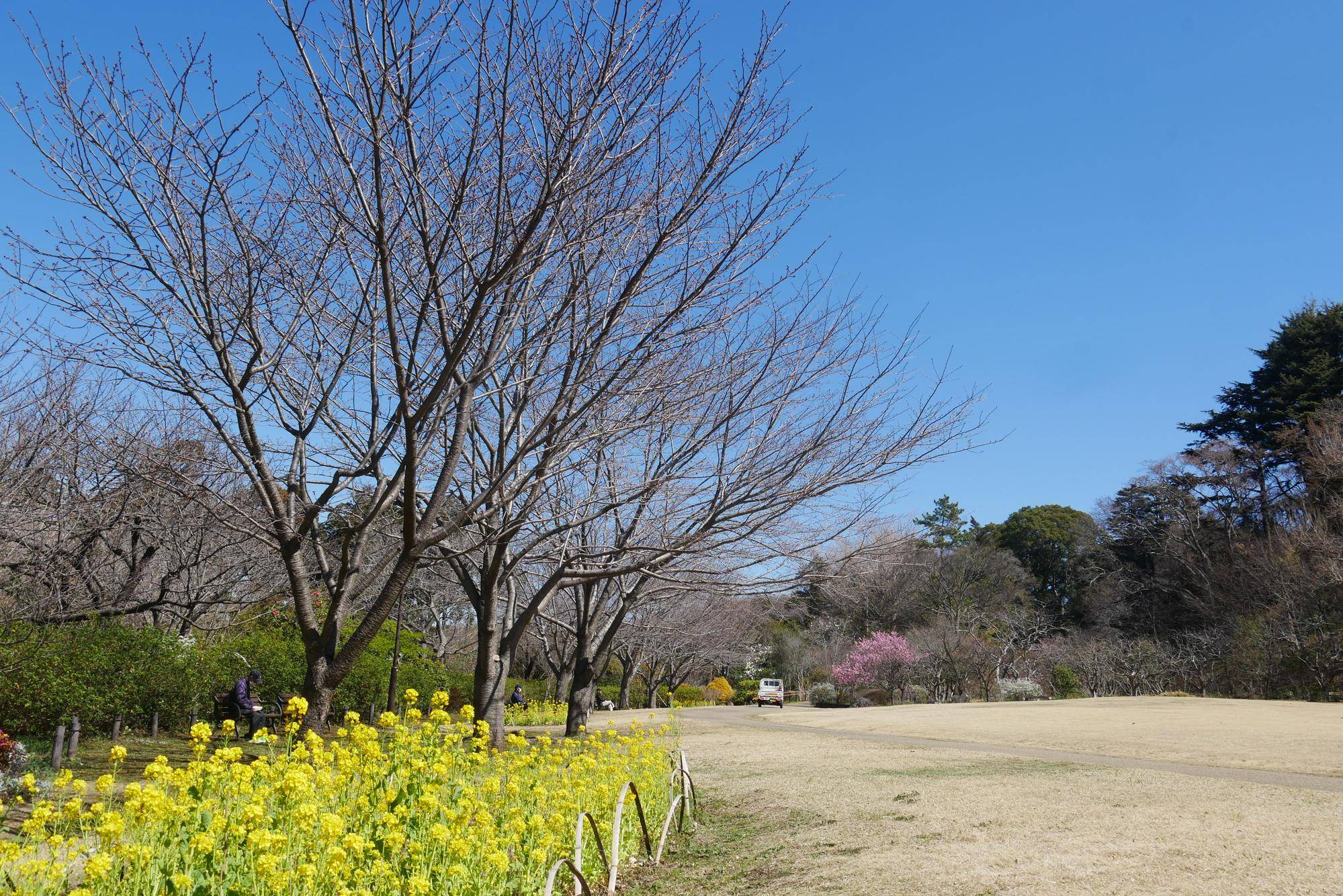 俣野別邸庭園 桜開花情報【2024年3月22日】の写真