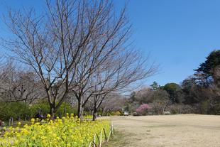 俣野別邸庭園 桜開花情報【2024年3月22日】