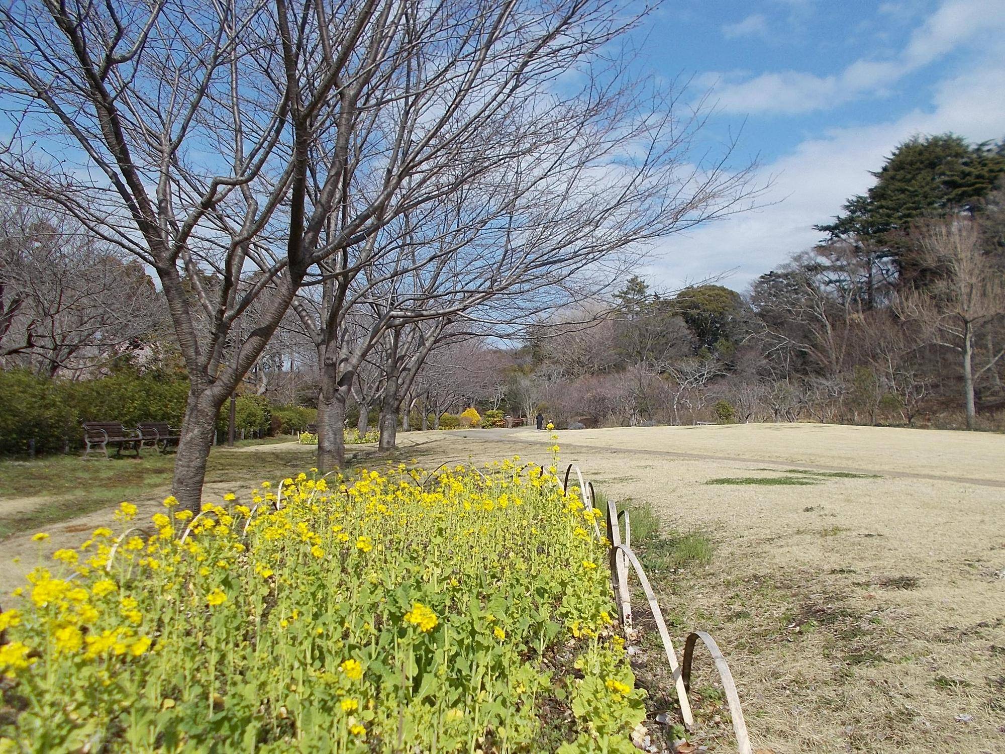俣野別邸庭園桜開花情報【2024年3月7日】の写真