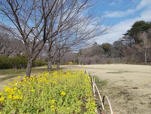俣野別邸庭園桜開花情報【2024年3月7日】