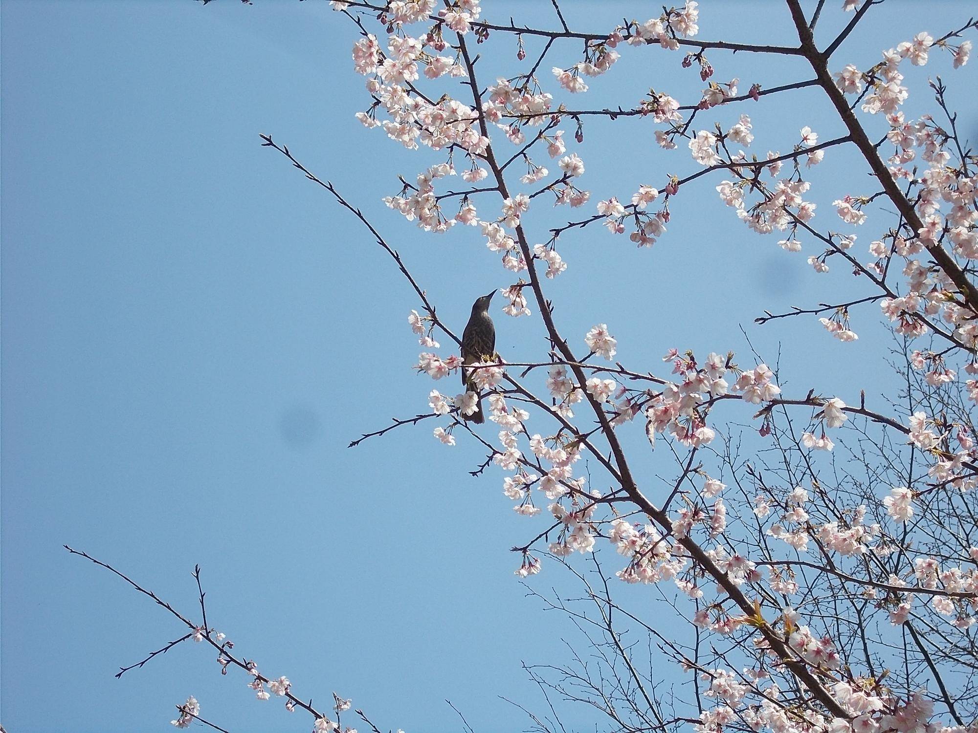 春本番の写真
