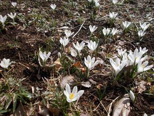 春の花が次々と