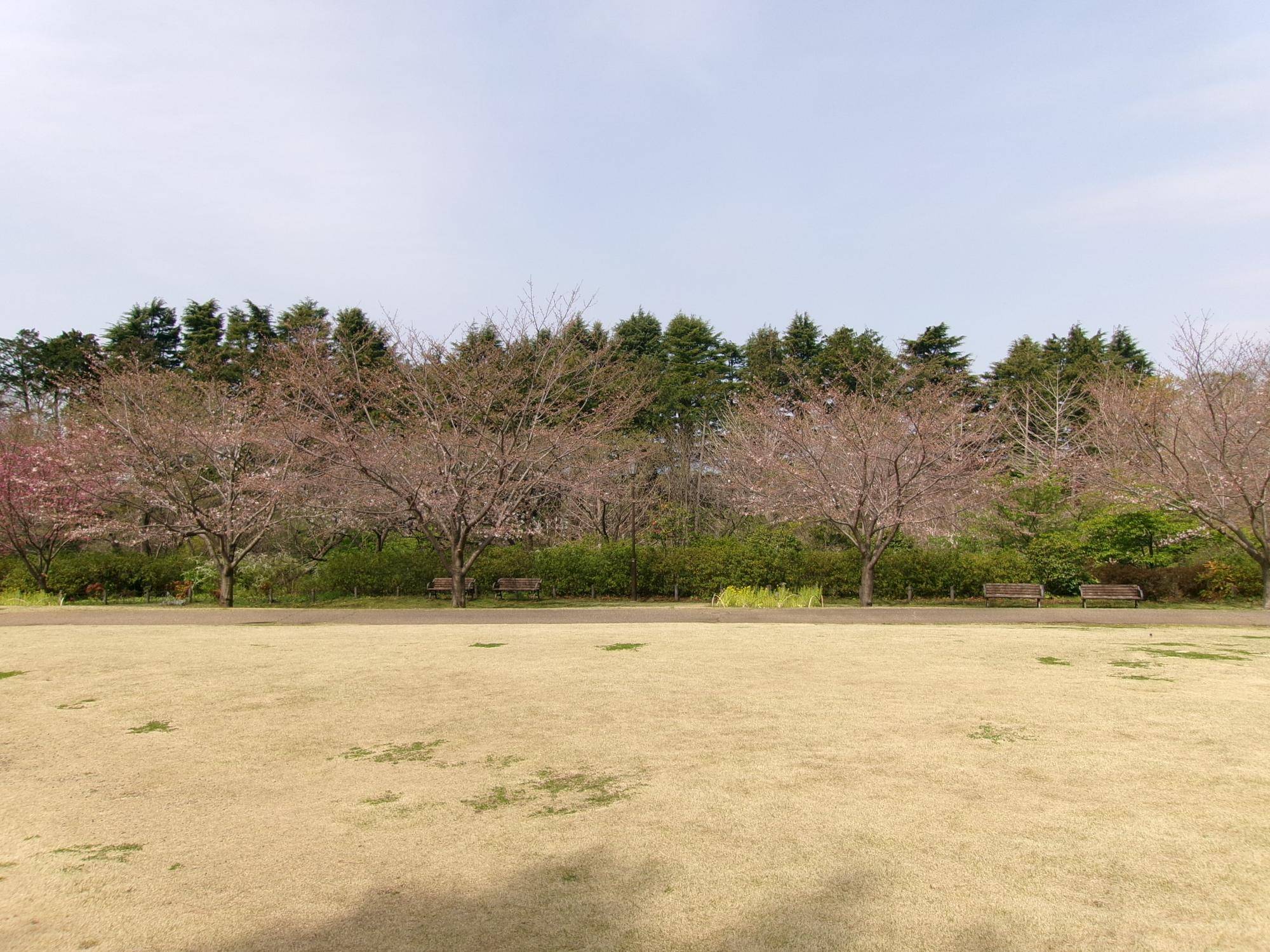 俣野別邸庭園 桜開花情報【2024年4月2日】の写真