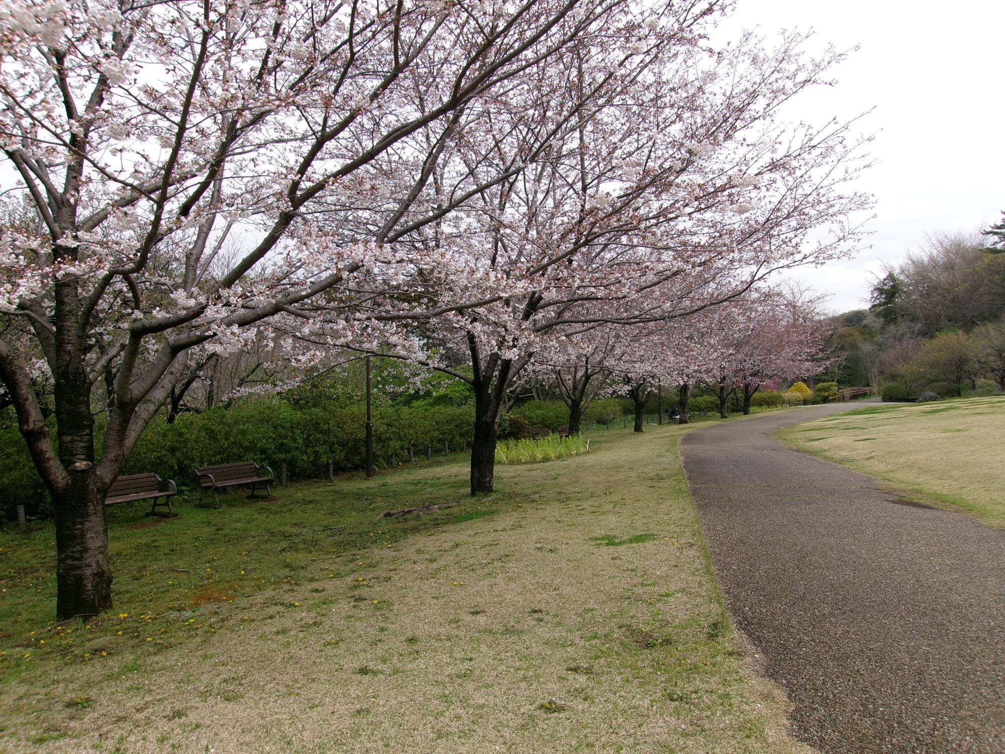 俣野別邸庭園 桜開花情報【2024年4月4日】の写真