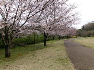 俣野別邸庭園 桜開花情報【2024年4月4日】