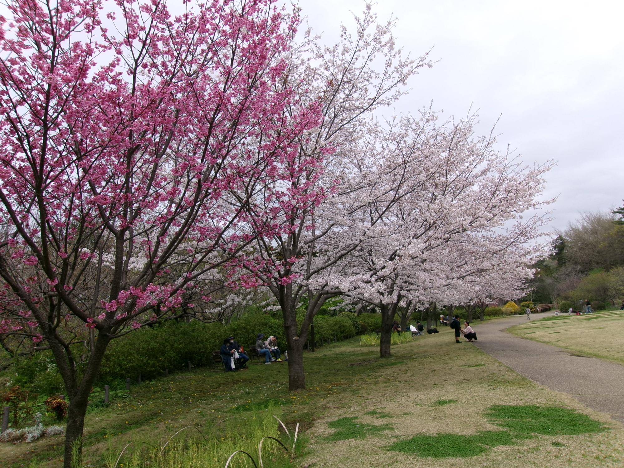 俣野別邸庭園 桜開花情報【2024年4月6日】の写真