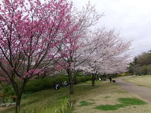 俣野別邸庭園 桜開花情報【2024年4月6日】