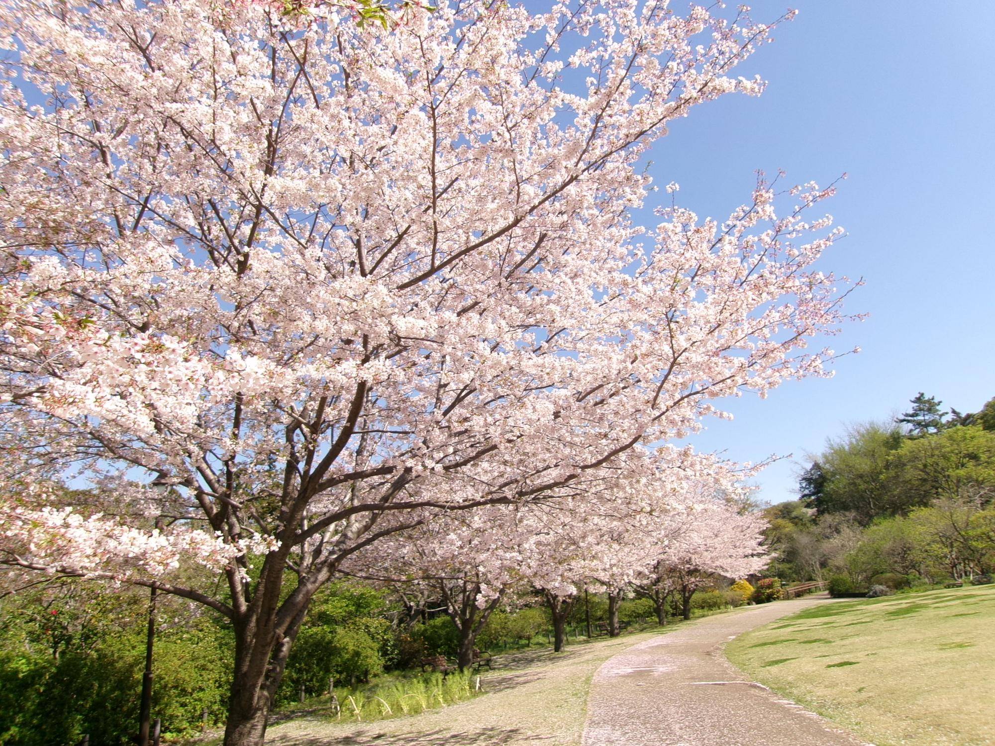 俣野別邸庭園 桜開花情報【2024年4月10日】の写真