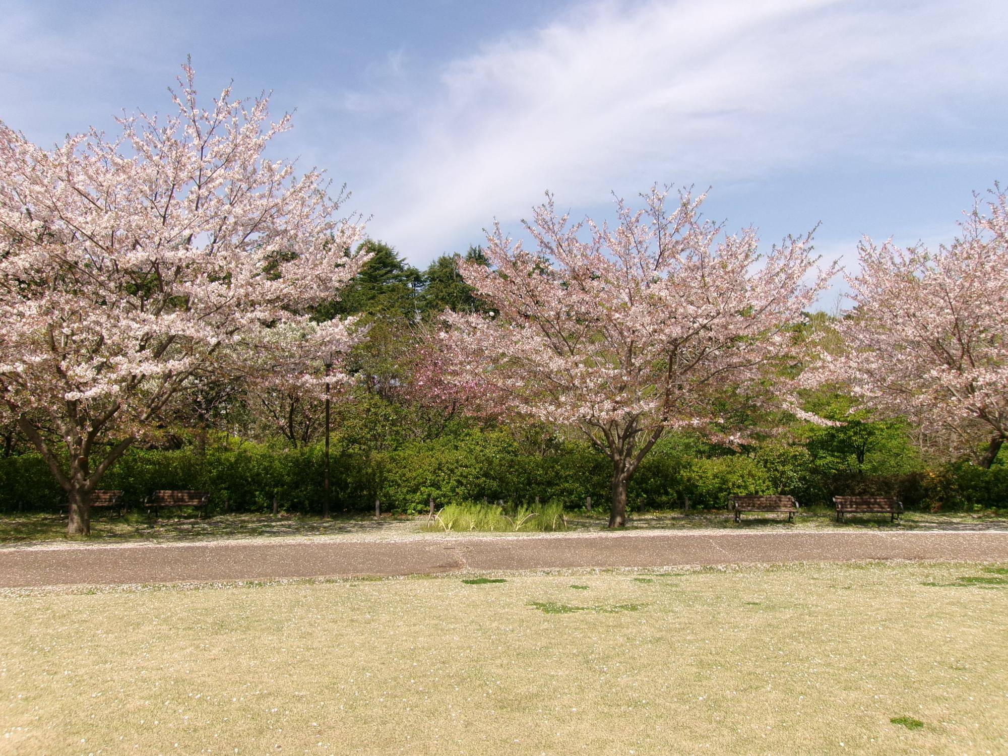 俣野別邸庭園 桜開花情報【2024年4月13日】の写真