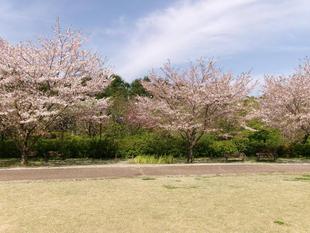俣野別邸庭園 桜開花情報【2024年4月13日】