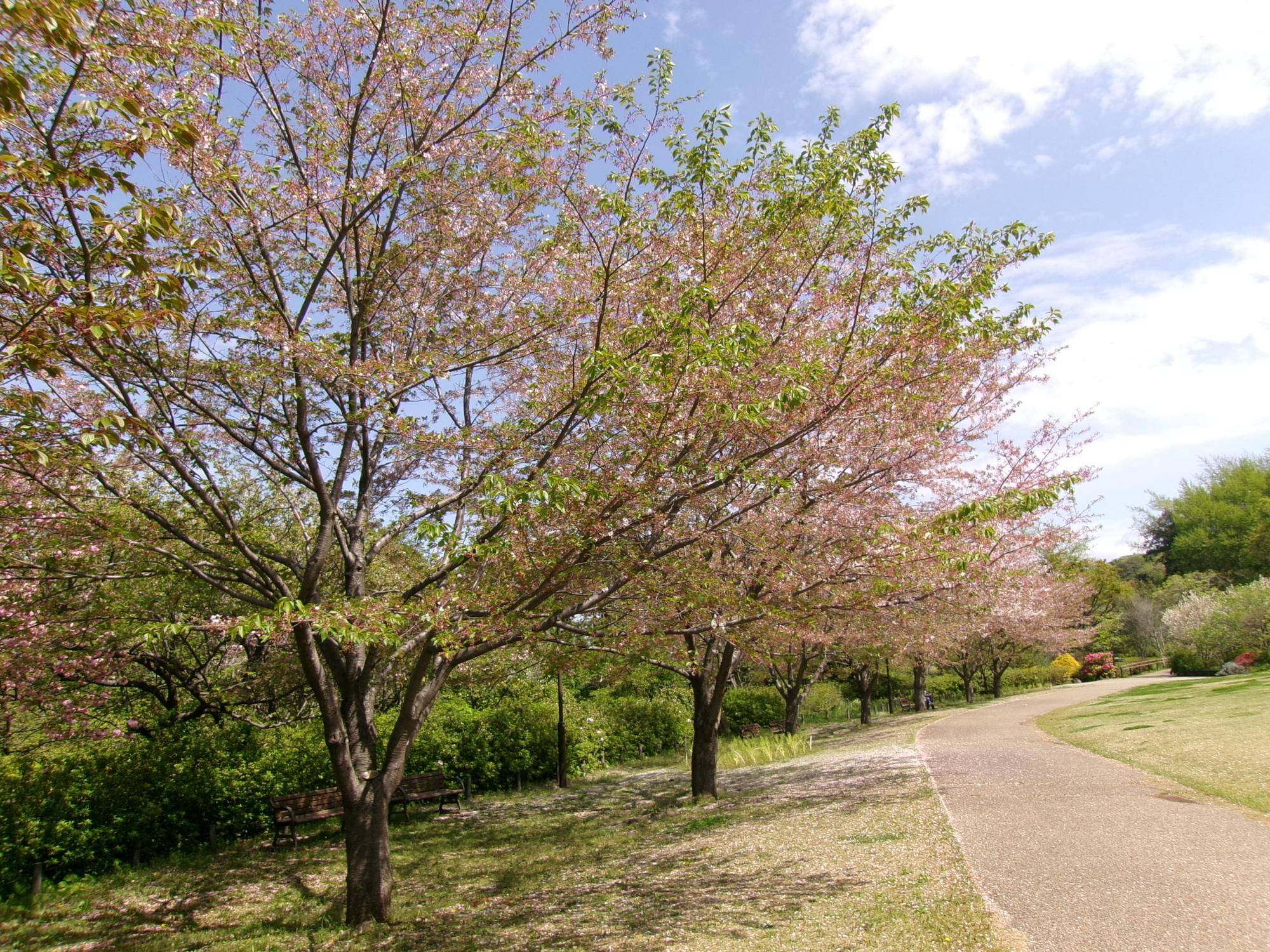 俣野別邸庭園 桜開花情報【2024年4月16日】の写真