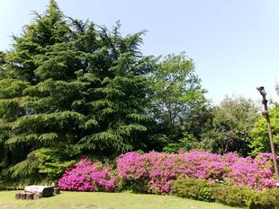 新緑の眩しい季節