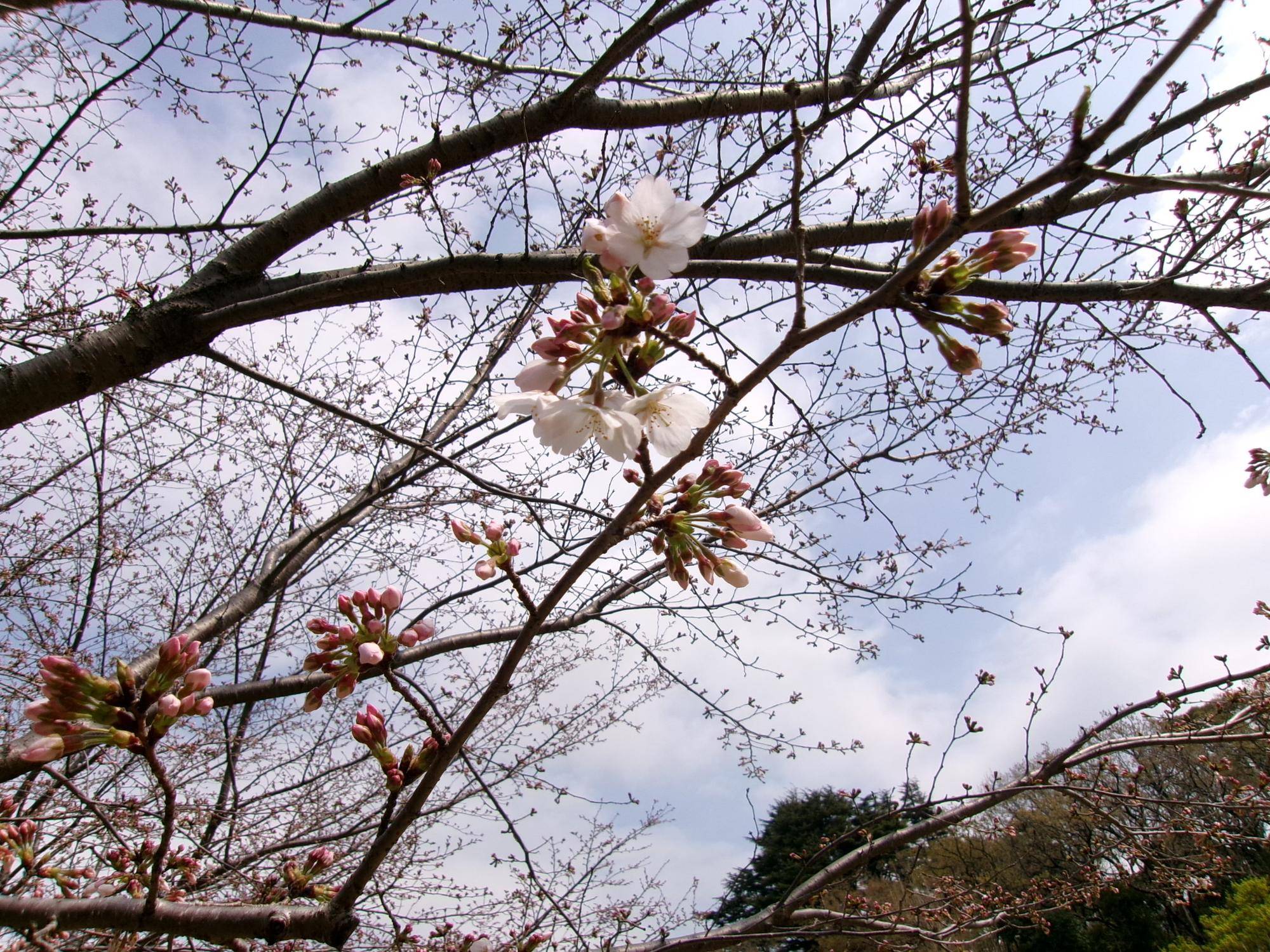俣野別邸庭園 桜開花情報【2024年4月1日】の写真