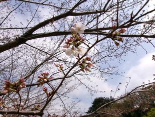 俣野別邸庭園 桜開花情報【2024年4月1日】
