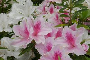 庭園散歩【2024年4月21日】