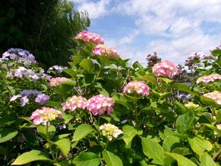 アジサイの季節が近づいてきました。