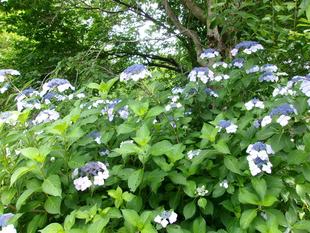 アジサイの季節