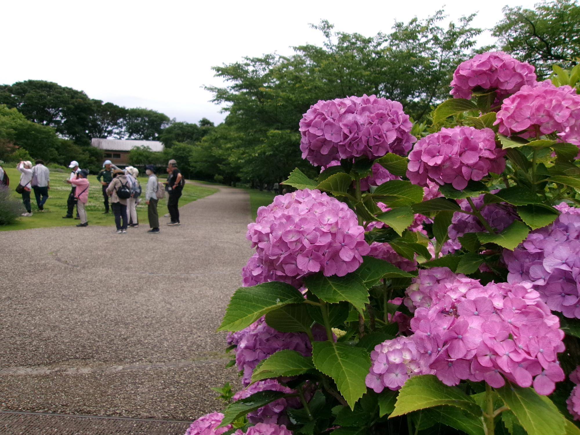 庭園散歩 【2024年6月16日】の写真