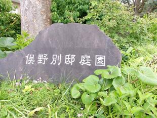 庭園のツワブキ