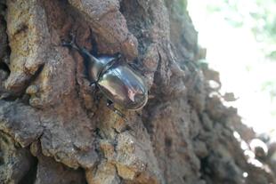 夏祭り　昆虫観察会