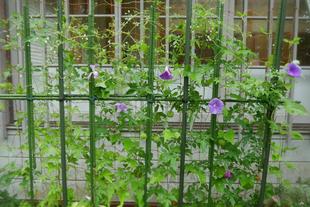 グリーンカーテン