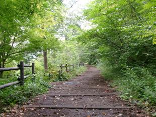 雨上がりの庭園