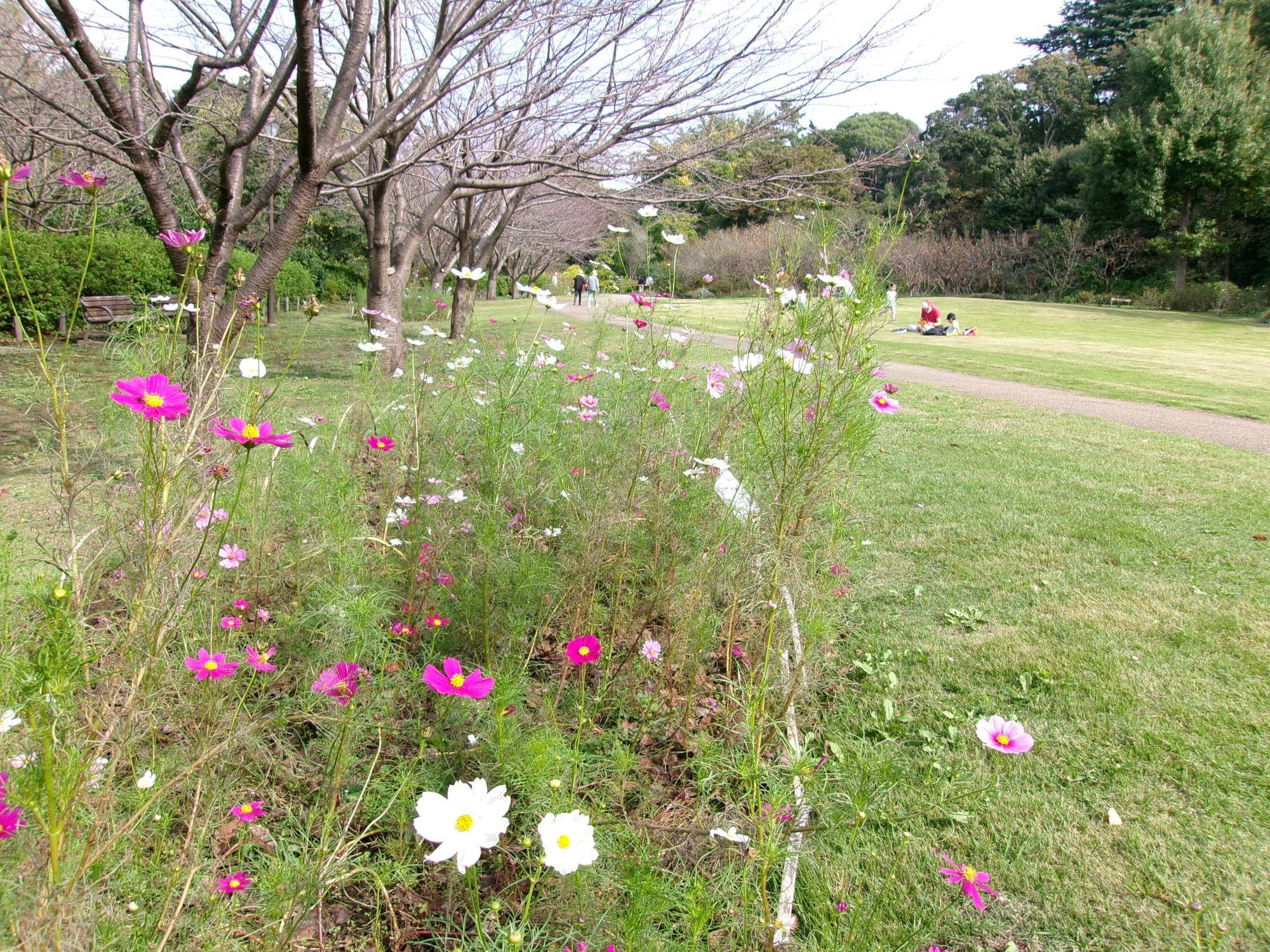 秋うららの写真