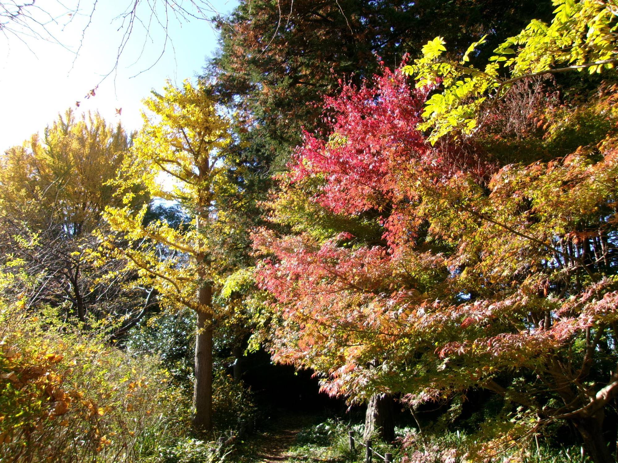 庭園を彩る黄葉、紅葉の写真