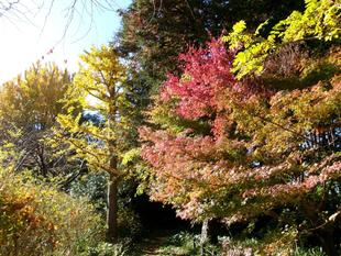 庭園を彩る黄葉、紅葉