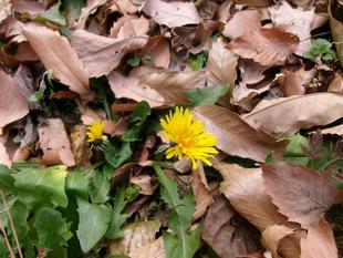 春隣（はるどなり）