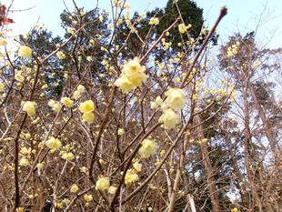ソシンロウバイが見頃です。