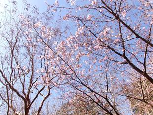 カワヅザクラが咲き出してきました。