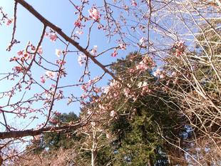 春の暖かさ戻る