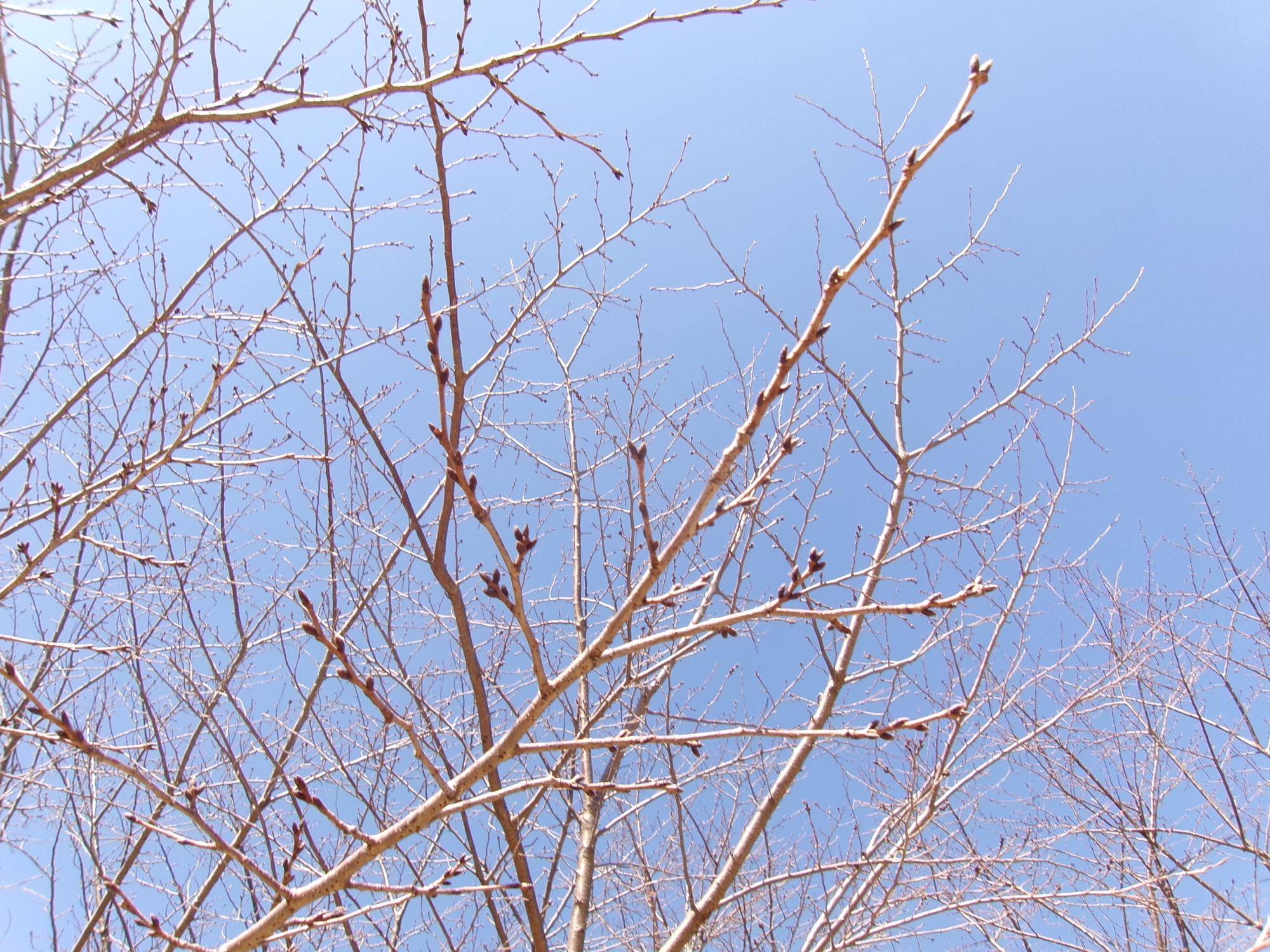 俣野別邸庭園 桜開花情報【2025年2月27日】の写真
