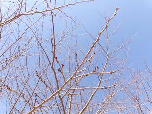 俣野別邸庭園 桜開花情報【2025年2月27日】