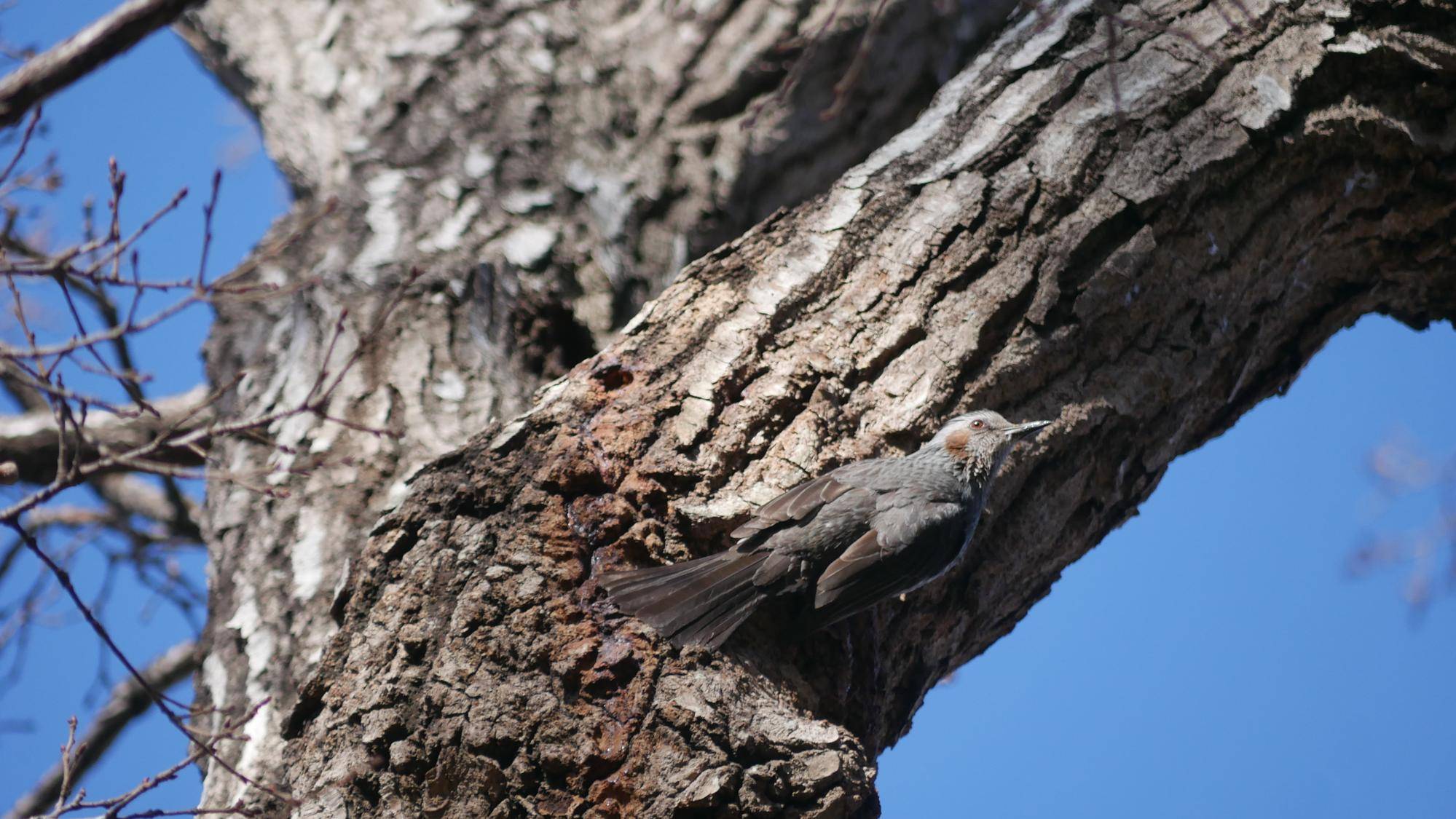 野鳥散歩の写真