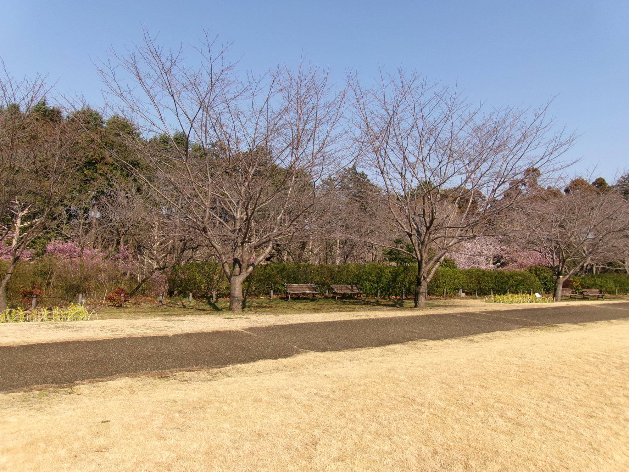 俣野別邸庭園 桜開花情報【2025年3月9日】の写真
