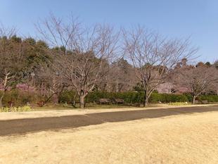 俣野別邸庭園 桜開花情報【2025年3月9日】