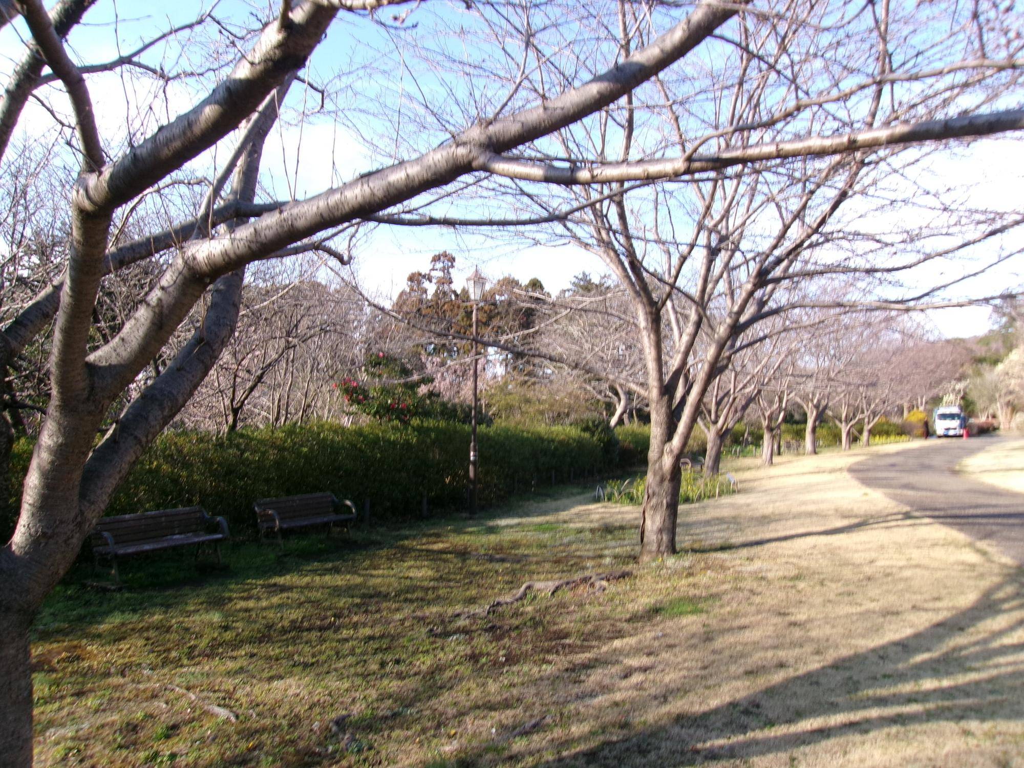 俣野別邸庭園 桜開花情報【2025年3月19日】の写真