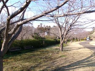 俣野別邸庭園 桜開花情報【2025年3月19日】