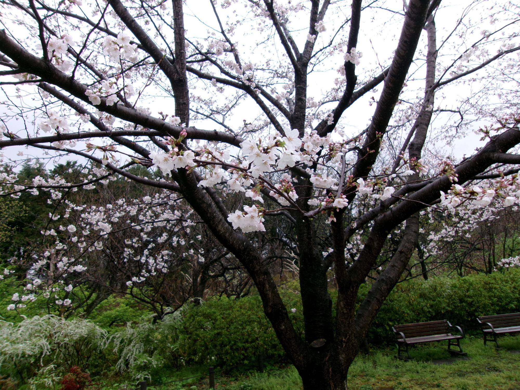 俣野別邸庭園 桜開花情報【2025年3月29日】の写真