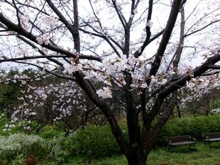 俣野別邸庭園 桜開花情報【2025年3月29日】
