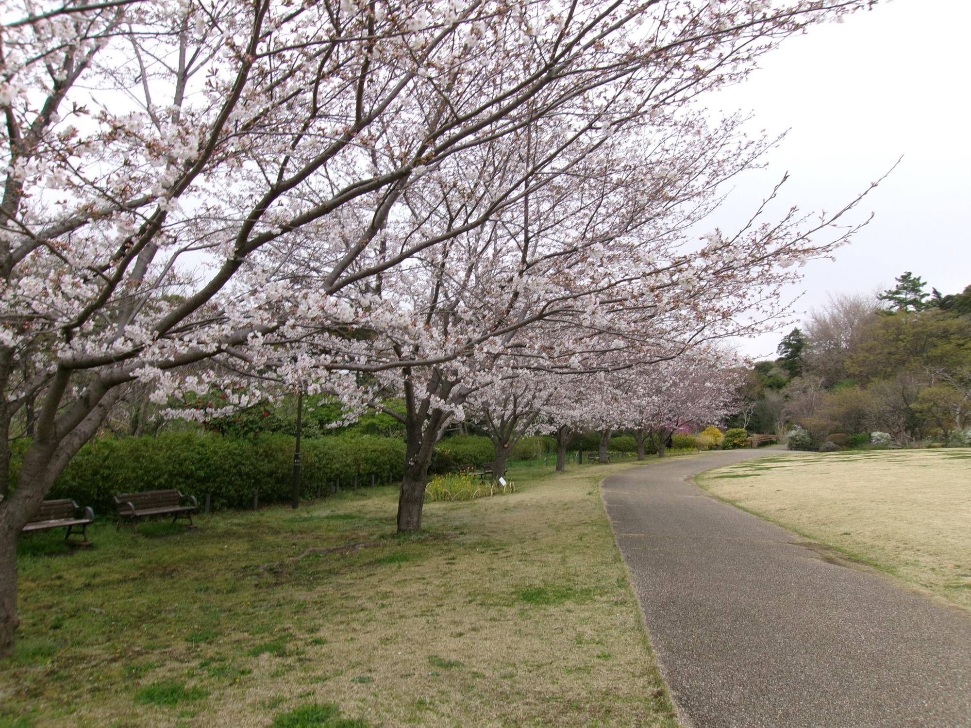 俣野別邸庭園 桜開花情報【2025年3月31日】の写真